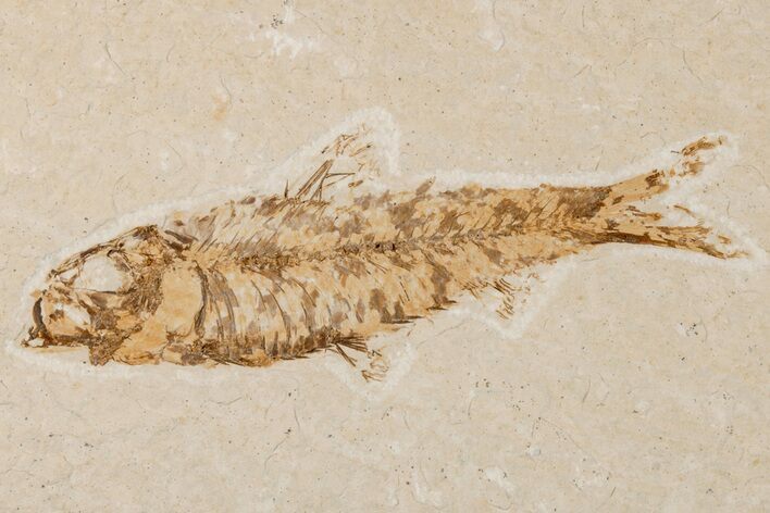 Detailed Fossil Fish (Knightia) - Wyoming #204512
